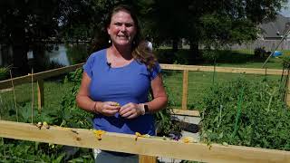 Get It Growing Here’s how to pollinate vegetable flowers [upl. by Maillij]