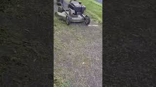 use the masport mower to blow it to the side [upl. by Nagem]