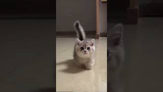 Cute Cat🥰😂trendingyoutubeshortsshortsfeedshortvideoshortsviralvideokittenkidsvideofyp [upl. by Alliuqat]