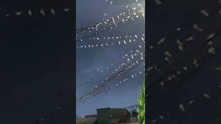 Thousands birds migration [upl. by Honora912]