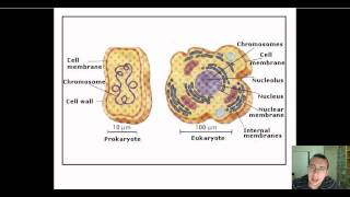 Prokaryotic vs Eukaryotic DNA Replication [upl. by Noda]