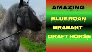 Blue Roan Brabant Draft Horse The Strongest Draft Horse [upl. by Nosnehpets]