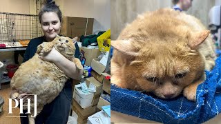 Rescue Cat Weighed 38 lbs and Unable to Walk ‘They Fed Him to Such a State’ [upl. by Aneles]