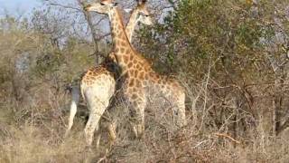 Giraffes fighting or quotneckingquot [upl. by Nicholle]