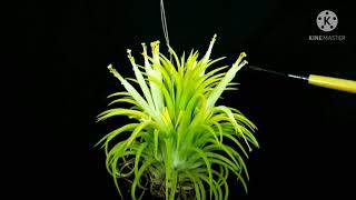 Tillandsia l Growing Air Plants From Seeds Ionantha Druid [upl. by Annair996]