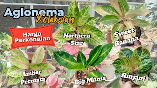 JUAL TANAMAN HIAS ONLINE AGLONEMA KOLEKSIAN HARGA PERKENALAN Aglaonema Murah EPS 3 [upl. by Alyahs]