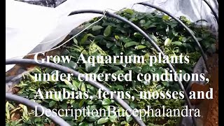 Aquarium plant farm Anubias ferns mosses Bucephalandra [upl. by Baras]