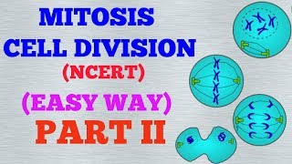 CELL DIVISION  MITOSIS EASY WAY  NCERT PART 2 [upl. by Camfort]