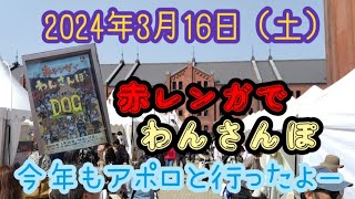 2024年の赤レンガでわんさんぽ犬イベントみなとみらいおやつ [upl. by Onin]