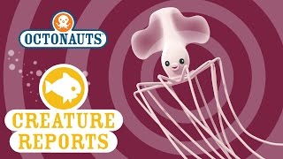 Octonauts Creature Reports  Long Arm Squid [upl. by Anaxor]