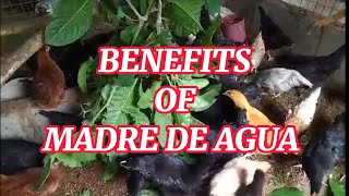 BENEFITS OF MADRE DE AGUAWHAT ARE THE BENEFITS OF MADRE DE AGUAORGANIC FARMINGBACKYARD POULTRY [upl. by Evangeline608]