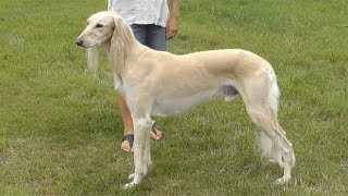 Dog Breed Video Saluki [upl. by Annayk]