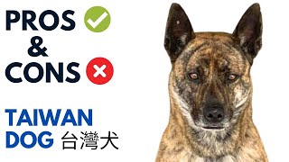 Taiwan Dog Pros and Cons  台灣犬 Formosan Mountain Dog Advantages and Disadvantages [upl. by Higinbotham]