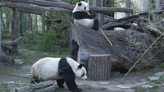 Paarungszeit der Großen Pandas im Tiergarten Schönbrunn I Giant Panda mating season at Vienna Zoo [upl. by Hedva]