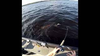 Muskie eats bucktail in the eight fishing muskie outdoors musky [upl. by Leunad482]