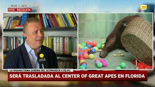 La Orangutana Sandra del Ecoparque a los Estados Unidos en Hoy Nos Toca a la Tarde [upl. by Eellehs]