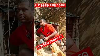 desi layer poultry farming in odisha  desi kukuda chasa odia shorts ytshorts desikukuda [upl. by Ewall]