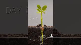 Seed Germination shorts plants science education [upl. by Leahey363]