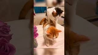 Funny cats Animals part 15 funnycats funnyvideos funnyanimals cat dog catlover funnyshorts [upl. by Anileve]