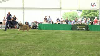 Paignton Championship Show 24 Day 1 Terrier Working and Pastoral Groups [upl. by Phineas]