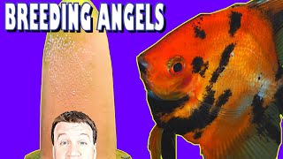 Breeding Angelfish How to Breed Easily [upl. by Aihsoek]