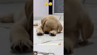 dog puppy doglover labrador cute arijitsingh love viralvideo shortvideo cartoon [upl. by Clymer]