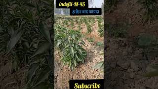 indofil M45 छिड़काव के 8 दिन बाद ।। benefits of indofilM45 spray after8 days [upl. by Eylrahc]