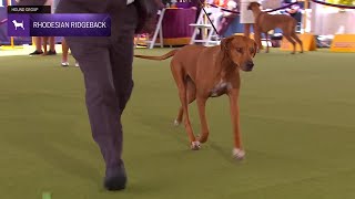 Rhodesian Ridgebacks  Breed Judging 2024 [upl. by Metsky]