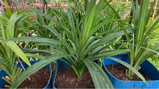 How To Grow Pandan Plant from Cutting at Home Garden  Pandan Growing from Cutting [upl. by Avuha]