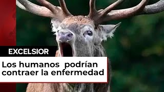 Científicos temen que enfermedad del venado zombie evolucione para infectar humanos [upl. by Modesty]