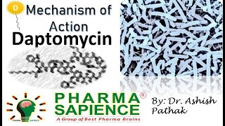 Mechanism of action Daptomycin [upl. by Box]