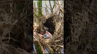 Sparrow 10 days ago birds birdfeeder birdslover [upl. by Jecho]