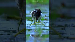 Heartwarming Rescue Mission Saving Pheasant Tailed Jacana Chicks from the Rain trendingshorts [upl. by Nilrak797]