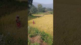 kisan ki song sashya khetra [upl. by Novaelc]