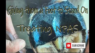 Treating the Horse suffering Negative Palmar Angle Syndrome [upl. by Warfeld695]