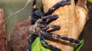 СИНИЙ ПАУКПТИЦЕЕД Poecilotheria metallica [upl. by Annaesor]