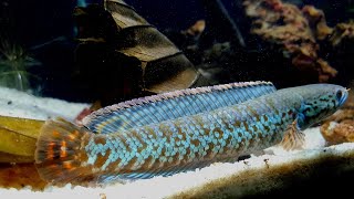 Best Channa fish ever I had Channa Bleheri  Rainbow sneakhead  indian beauties channa rainbow [upl. by Grazia]