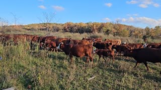 3 N 1 Cow calf pairs and bred heifers for sale Herd sell out South Poll cross cattle [upl. by Sakmar]