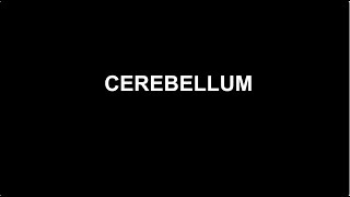 Lesson 9 cerebellum [upl. by Creigh]