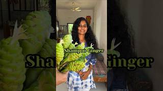 ഇനി ഷാംപൂ വാങ്ങി ക്യാഷ് കളയണ്ട  Shampoo Ginger  Hair Care Malayalam curlymalayali haircare diy [upl. by Ielhsa]