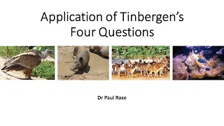 Tinbergens Four Questions Applications and a worked example [upl. by Ailem]