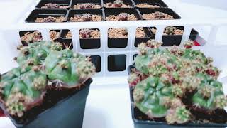 Gymnocalycium Damsii  Propagating Pups [upl. by Manon]