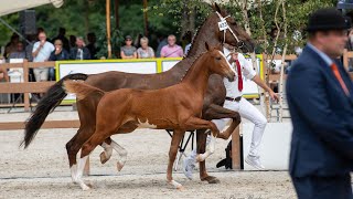 Open Harness Foal Inspection  KWPN championships 2022 [upl. by Aldwon724]