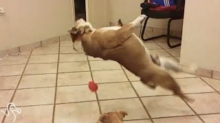 Dog Toy Fails [upl. by Eob]