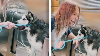 Dramatic Husky Screams At Groomers  Funny Dogs Caught On Camera [upl. by Jamnis]