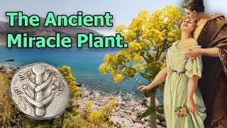 Silphium The Extinct Miracle Plant of Ancient Rome [upl. by Aubarta319]