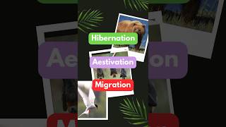 Hibernation Aestivation and Migration animals education biology students science facts shorts [upl. by Oca]