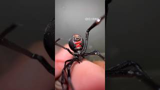 🕷️❗️Black Widow Female Handling [upl. by Kenneth]