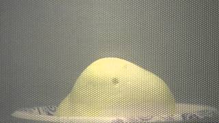 Exploding Easter Marshmallow Peeps in Microwave  OpieRadio [upl. by Atnom]