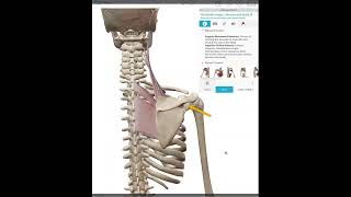 Scapular  Downward Rotation [upl. by Pentha]